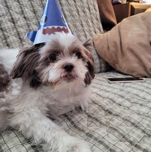 Meet your Posher, Brooklyn